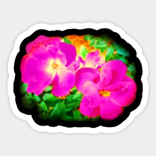 Wild Roses - Hot Pink Sticker